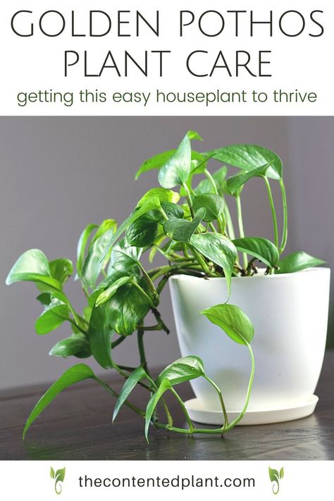 Read this printable Golden Pothos care guide for complete instructions on how to have a thriving pothos. Growing Pothos, Golden Pathos, Golden Pothos Care, Indoor Ivy, Greenhouse Large, Pathos Plant, Pothos Care, Pothos Plant Care, Plant Jungle