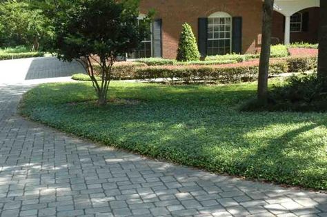 how to create a low maintenance yard for a rental property - DoItYourself.com Community Forums Landscape With Boxwoods, Property Landscaping, Asiatic Jasmine, Low Maintenance Landscaping Front Yard, Low Maintenance Backyard, Low Maintenance Yard, Small Front Yard, Low Maintenance Landscaping, Lawn And Landscape