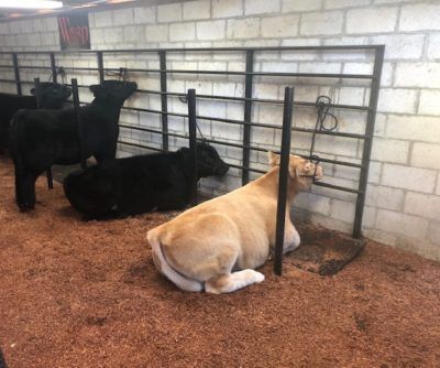 What Not To Do With Your New Calf | Stock Show Stories Expert Tips You Should Know Cattle Barn Designs, Show Cattle Barn, Livestock Barn, How To Grow Hair, Show Steers, Show Cows, Cattle Barn, Stock Show, Show Cattle