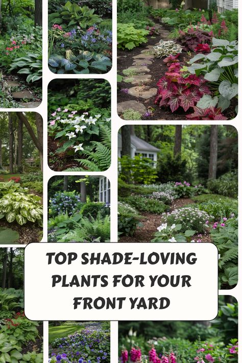 Get some ideas for shade-loving plants that will look perfect in your front yard. Japanese Painted Fern, Autumn Fern, Plants Under Trees, Shade Loving Perennials, Woodland Plants, Lenten Rose, Wild Ginger, Back Yards, Ideas For Garden