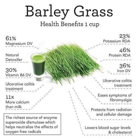 Barley Grass Benefits — Nutrimarket Barley Benefits, Green Juice Powder, Barley Powder, Home Glute Workout, Best Juice, Herbal Academy, Barley Grass, Healthy Lifestyles, Natural Protein