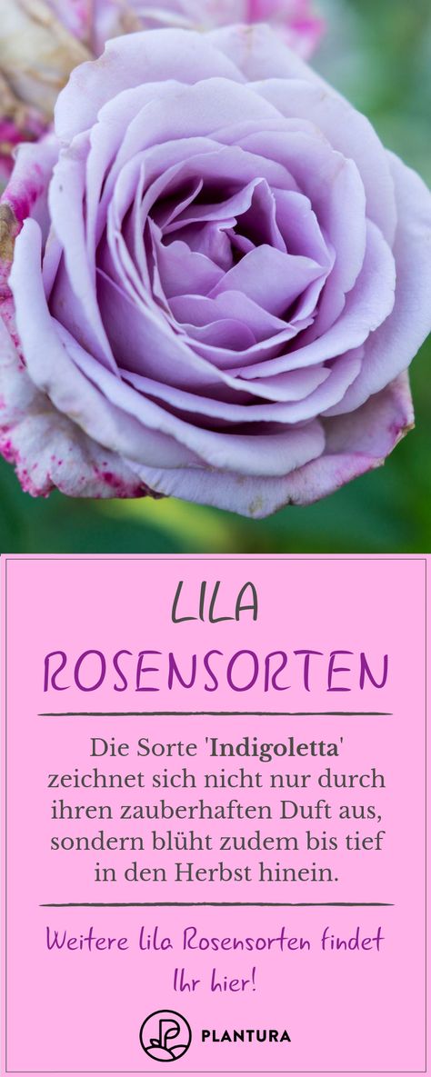 Lila Rosensorten - Indigoletta: Diese Rose blüht nicht nur in einem schönen Fliederton, sonder verströmt auch einen zarten Duft. Zwei gute Gründe, um die Sorte in den eigenen Garten zu pflanzen. Weitere lila Rosensorten findet Ihr in unserem Artikel. #garten #gardening #rosen #lilarosen Roses Varieties, Rose Varieties, Organic Gardening Tips, Purple Rose, Purple Roses, Have Some Fun, Organic Gardening, Gardening Tips, Home Decoration