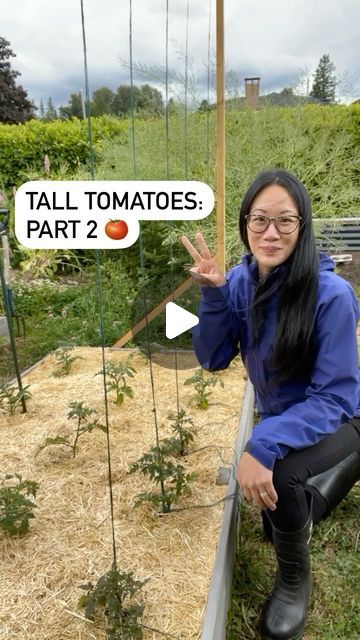 130K views · 6.6K likes | Chris Chung | Plants and Gardening on Instagram: "Tall tomatoes: PART 2. Once you have your tall structure set up, you’re basically all set to go! [see Part 1 for more info on my setup]    🧶 Now it’s time to suspend the string that will help guide and support your indeterminate tomatoes. I keep it pretty simple: sections of jute twine (strong sisal or nylon works as well) are secured onto the top beam using a lark’s head knot and then suspended down towards each tomato plant.    ✂️ The length of jute needed for each plant: I double the height of the structure (the lark’s head knot I use naturally “doubles” the twine) and then add a couple of feet extra feet for any adjustments.    🪢 Once the twine is secured at the top, guide each one down towards the base of th Tall Tomato Support, Indeterminate Tomatoes Support, How To Support Tomato Plants, Tomato Support Ideas, Tomato Plant Support, Indeterminate Tomatoes, Hanging Tomato Plants, Plants Guide, Tomato Support