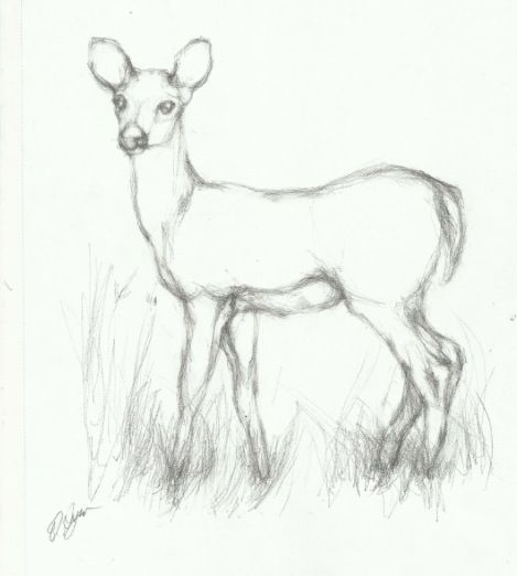 Deer drawings Drawings Of Deer, Pencil Sketches Of Animals, Deer Drawing Easy, Deer Drawings, Easy Realistic Drawings, Easy Charcoal Drawings, Deer Sketch, Easy Pencil Drawings, Pencil Drawing Images