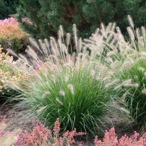 10 Stuks Pennisetum Hameln - Lampenpoetsersgras - pot 9x9cm (stukprijs €1,95) Pennisetum Hameln, Pennisetum Alopecuroides Hameln, Pennisetum Alopecuroides, Landscape Plants, Farm Cottage, Dairy Farms, Garden Landscape Design, Landscaping Plants, Pampas Grass