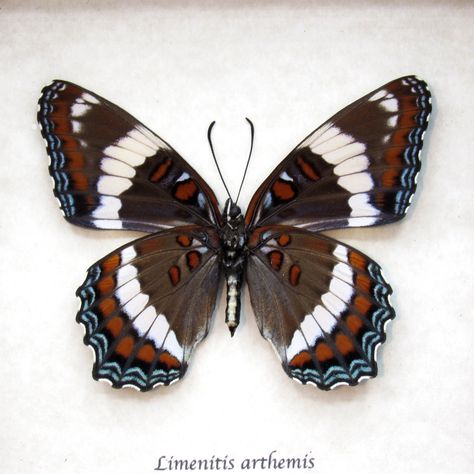 White Admiral Butterfly, Butterfly Reference, Admiral Butterfly, Butterfly Taxidermy, Cool Insects, Beautiful Butterfly Pictures, Beautiful Butterfly Photography, Real Butterfly Wings, Butterfly Species