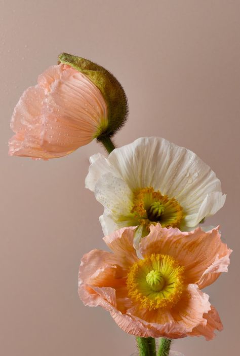 A single pink flower with a green stem photo – Free Flower Image on Unsplash Types Of Poppies, Poppy Flower Field, Flower Poppy, Flowers In The Attic, Spring Images, Flower Image, Flora Flowers, Flower Close Up, Spring Background