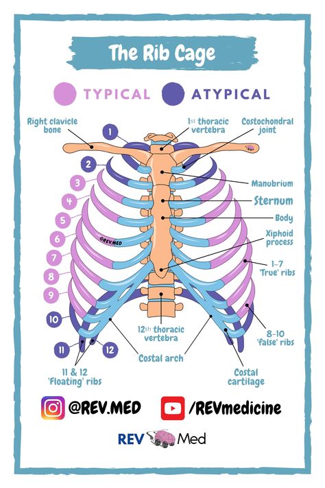 12 bones make up the ‘cage’ of thorax! The Ribs attach to vertebral column from back; and in the front they become costal cartilage.⁣⁣⁣⁣ Protects all our organs located in thoracic region & breathing. REV MED illustrations and diagrams of human female and male anatomy. Find physiology notes, tutorials, and more. Medical, nursing, pharmacy, dentistry, PA and healthcare students study platform of choice. Visit REV MED on IG @rev.med #medicine #anatomy #anatomyandphysiology #medschool #nursing Ribs Anatomy Notes, Bony Thorax Anatomy, Rib Cage Diagram, Spinal Column Anatomy, Bone Anatomy Study, Anatomy Diagrams Study, Thorax Anatomy Notes, Thoracic Cage Anatomy, Bones Anatomy Study