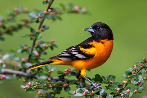 Baltimore Orioles Birds, First Signs Of Spring, Oriole Bird, Baltimore Oriole, 2013 Calendar, Signs Of Spring, Mini Wall, Bird Quilt, Bird Artwork