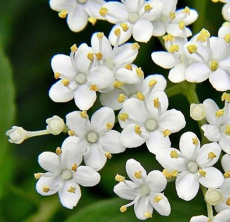 Elderflower Recipes, Elderberry Flower, Elderberry Bush, Plant Bulbs, Fall Fruits, Fruit Flowers, Flower Fairies, Fragrant Flowers, Planting Bulbs