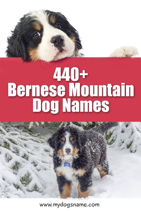 Female Bernese Mountain Dog, Great Bernese Mountain Dog, Bernese Mountain Dog Puppies, Bernedoodle Names, Bernice Mountain Dog, Burmese Mountain Dog Puppy, Tough Dog Names, Bernese Mountain Dog Names, Puppies Names Female