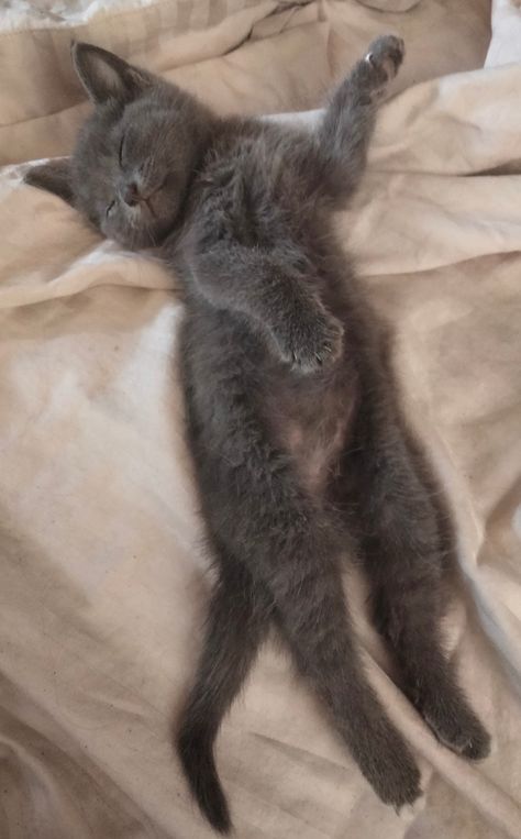 Russian Blue Kitten Aesthetic, Blue Russian Cat, Russian Blue Kitten, I Miss My Cat, Russian Cat, Chartreux Cat, Russian Blue Cat, Mama Cat, Pets 3