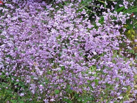 Thalictrum Splendide, Thalictrum Delavayi, Lily Turf, Rabbit Garden, Fragrant Plant, Meadow Rue, Star Of Bethlehem, Peonies Garden, Wildflower Garden