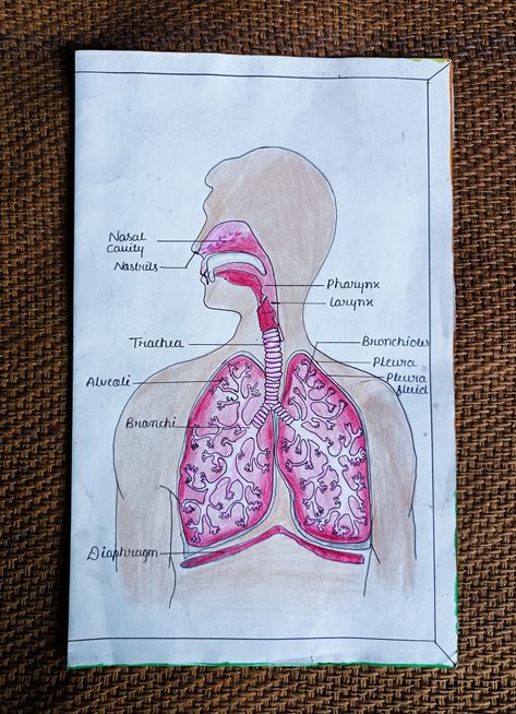 Skool prjct respiratory system How To Draw Respiratory System, Respiratory System Projects Poster, Respiratory System Drawing Aesthetic, Human Respiratory System Drawing, Respiratory System Drawing Easy, Respiratory System Drawing, Respiratory System Poster, Respiratory System Diagram, Respiratory System Projects