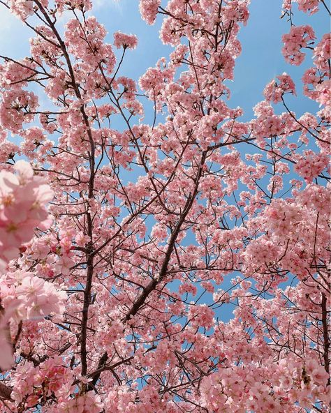 Cherry Blossom Pictures, Pink Blossom Tree, Cherry Blooms, Japan Cherry Blossom, Cherry Blossom Wallpaper, Cherry Blossom Japan, Japan Holidays, Sunny Sky, Iconic Wallpaper