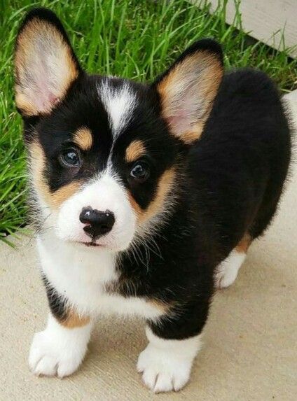 Welsh Corgi Pembroke, Pembroke Welsh Corgi Puppies, Welsh Corgi Puppies, Corgi Puppy, Cute Corgi, Poodle Puppy, Pembroke Welsh Corgi, Sweet Dogs, Corgi Dog