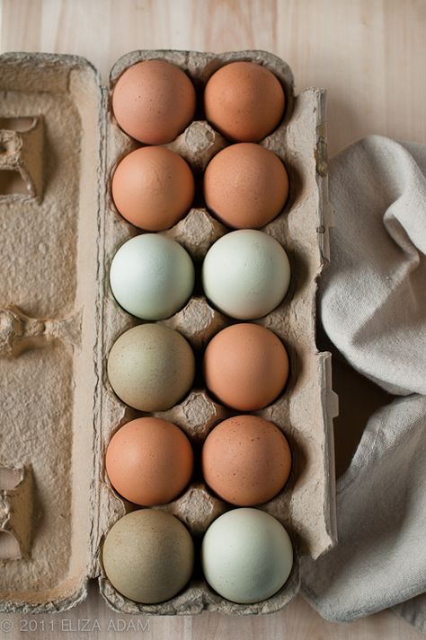 organic eggs Food Photography Fruit, Egg Experiments, Egg Photo, Chicken Garden, 2024 Ideas, Organic Eggs, The Dating Divas, Pet Ideas, Diy Science