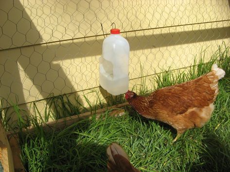 We have two types of watering systems for our chickens. The first one is the store-bought waterer that keeps the water clean but doesn't have much depth for them to drink from. The second option is one Frank made out of an empty milk jug. This milk jug waterer has an identical twin. We hang… Dog Feeder Automatic, Pvc Chicken Feeder, Chicken Waterer Diy, Chicken Rearing, Chicken Feeder Diy, Chicken Barn, Chicken Waterer, Best Egg Laying Chickens, Chicken Feeders