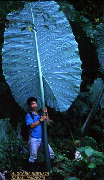 Malaysian man holding a leaf of Alocasia robusta Giant Leaves, Big Leaf Plants, Alocasia Polly, Alocasia Plant, Elephant Ear Plant, Unusual Plants, Elephant Ears, Big Leaves, Pretty Plants