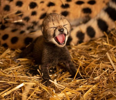 Specimen Jars, Cheetah Cub, Columbus Zoo, Cheetah Cubs, Baby Cheetahs, Embryo Transfer, Exotic Cats, In Vitro, Cheetahs