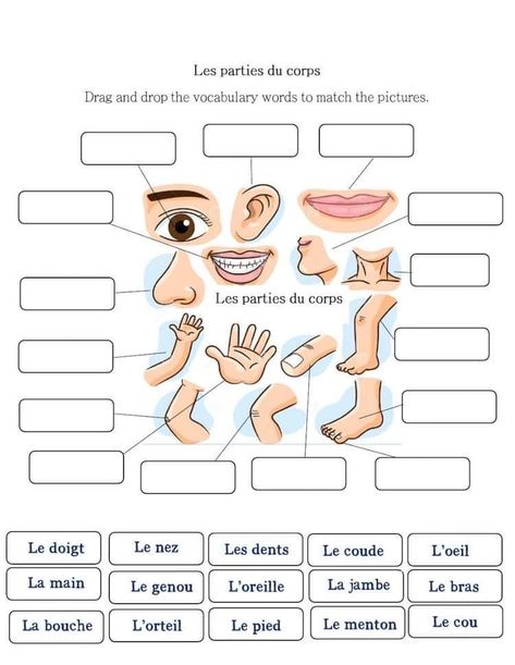 Les Parties Du Corps Activities, French Activities For Preschoolers, French Activities For Kids, French Worksheets For Kids, French Preschool Activities, French Body Parts, French Language Learning Kids, French Lessons For Beginners, Learning French For Kids