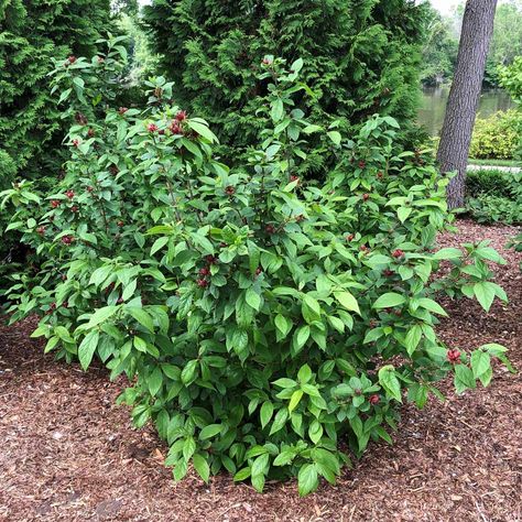 Show-stealing shrubsThese specimen-sized favorites command the spotlight – Plant Something Oregon Calycanthus Floridus, Deer Resistant Shrubs, Proven Winners Plants, Red Magnolia, White Flower Farm, Red Plants, Foundation Planting, Garden Decor Items, Proven Winners