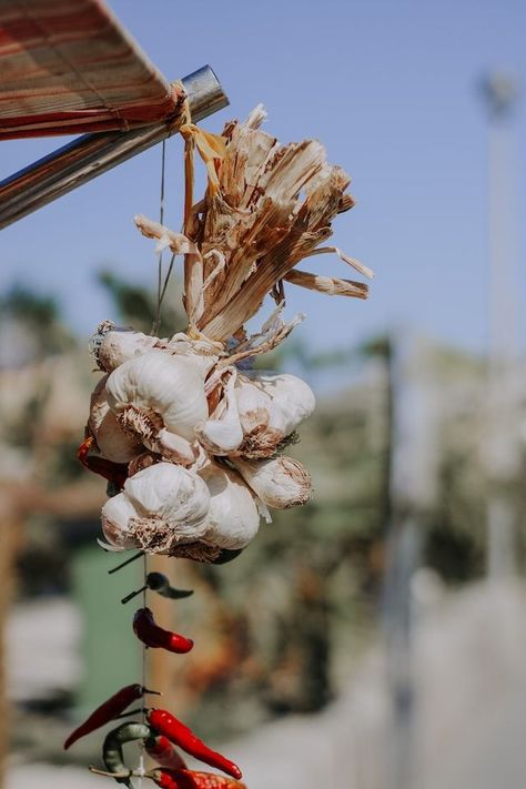 How to dry home grown garlic Growing Sage, Grow Garlic, How To Store Garlic, Love The Process, Planting Garlic, Green Board, Growing Garlic, Garlic Head, Garlic Bulb