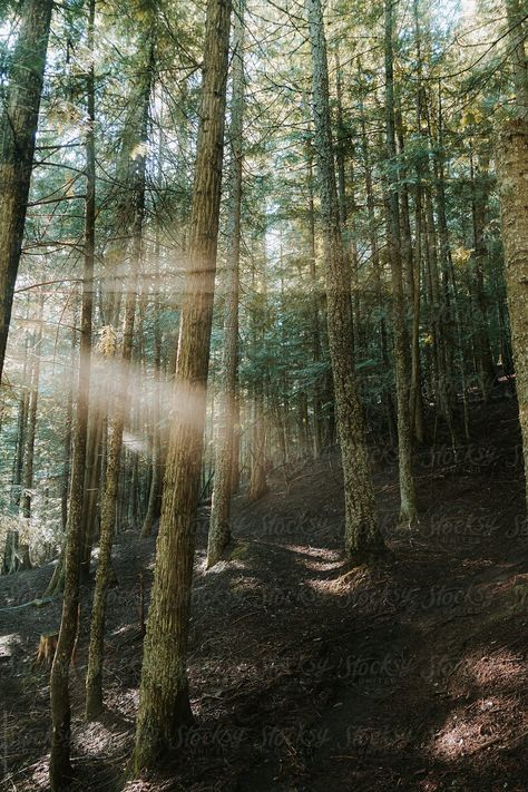 Conservation Of Mass, Cedar Forest, Hood Canal, Rays Of Sunshine, Bible Verse Coloring, Tree Images, Cedar Trees, Forest Floor, Art Series