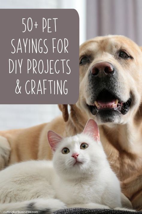 Bulldog Crafts, Pet Sayings, Cat Sayings, Cricut Sayings, Dogs Diy Projects, Board Sayings, Cat Vs Dog, Pet Projects, Dog Business