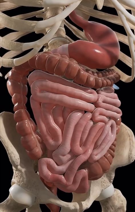 دورة حياة النبات, Intestines Anatomy, Inside Human Body, Human Muscle Anatomy, Sistem Pencernaan, Human Body Organs, Bolesti Chrbta, Basic Anatomy And Physiology, Medical Videos