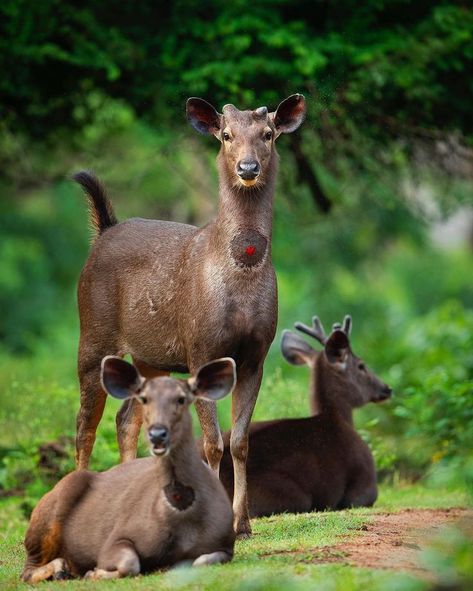 Sambar Deer (Rusa unicolor) / Cerf sambar / Image by yashasnarayan (Yashas Narayan) from instagram Sambar Deer, December 13, From Instagram, Wildlife Photography, Reptiles, Goats, Kangaroo, Deer, India