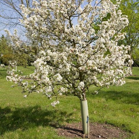 Malus 'Evereste' (Crab Apple Tree) Crab Apple Jelly, Crab Apple Tree, Garden Orchard, Apple Jelly, Plant Varieties, Future Garden, Red Bud, Crabapple Tree, Bee Garden