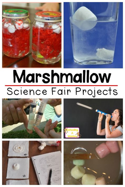 Marshmallow Science Fair Projects- A Fantastic Way to Use Stale Marshmallows Marshmallow Science, Easy Science Fair Projects, Science Fair Experiments, School Science Experiments, Science Experiments For Preschoolers, Science Projects For Kids, School Kindergarten, Science Activities For Kids, Fair Projects