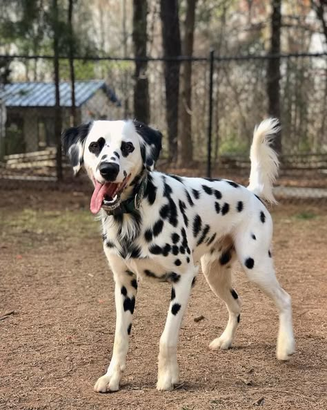 Aesthetic Dalmation, Long Haired Dalmatian, Southern Aesthetic, Heart Eyes Emoji, Isle Of Dogs, Dalmatian Puppy, Eyes Emoji, Dalmatian Dogs, Best Dog Training