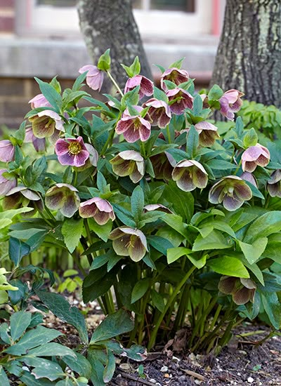 10 Best Shade Plants: Looking for shade plants that can make your not-so-sunny garden look great? These are some of the best! Best Shade Plants, Best Plants For Shade, Shade Landscaping, Shade Loving Plants, Shade Garden Design, Plants For Shade, Shade Loving Perennials, Shade Gardening, Shade Garden Plants