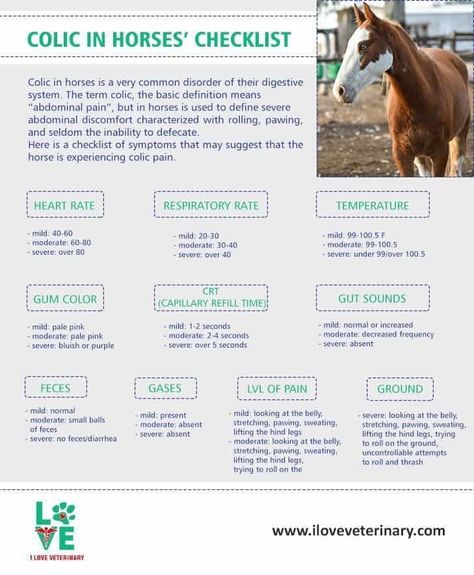 Colic In Horses, Equine Vet Tech, Horse Guide, Veterinarian Medicine, Equine Science, Equine Vet, Stable Yard, Equine Veterinarian, Veterinary Tech