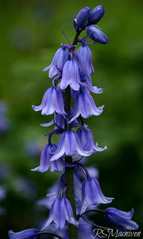 Blue Bell Aesthetic, T K, Blue Bell Flowers, Blue Bell, Heart Problems, Blue Garden, 수채화 그림, Exotic Flowers, Purple Flower