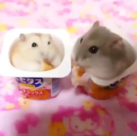 Hamster Pics, Baby Hamster, Funny Hamsters, Cute Small Animals, Cute Hamsters, Super Cute Animals, Pretty Animals, Baby Animals Funny, Silly Animals