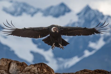 ML434115881 - Cóndor Andino - Macaulay Library Condor Andino, Andean Condor, Ushuaia, Audio Recording, Birds, Audio, Wallpapers, Education, Media