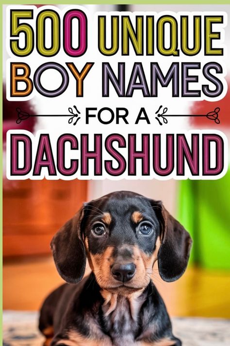 Explore a wide collection of 500 one-of-a-kind names tailored for your male Dachshund puppy. Select a special name that complements your fluffy buddy's character and charisma. Unearth the perfect moniker that sets him apart and encapsulates the spirit of your newest four-legged pal. Pretty Girl Names, Boy Dog Names, Unique Boy Names, Dachshund Dogs, Cat Nutrition, Pet Guinea Pigs, Classic Names, Puppy Names, Dog Safety