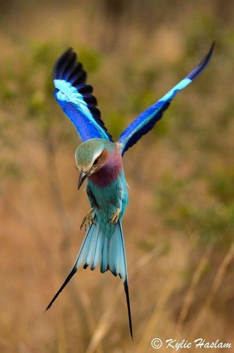 South African Birds, Hummingbirds Photography, Lilac Breasted Roller, Arabian Peninsula, Interactive Board, Most Beautiful Birds, Colorful Bird, Bird Pictures, Exotic Birds