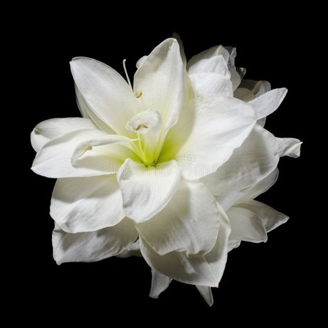 Flower On Black Background, White Amaryllis, Amaryllis Flower, Amaryllis Flowers, Black Royalty, Flowers Black, Rare Flowers, Green Garden, Black Background