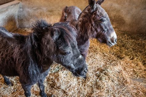 Latest shocking rescue at Easy Horse Care Rescue Centre - http://www.theleader.info/2019/03/13/latest-shocking-rescue-at-easy-horse-care-rescue-centre/ Animal Tape Rescue, Rescue Horse, Rescue Riders, Pet Rescue Saga, Horse Rescue, Search And Rescue Dogs, Little Family, Phone Call, Horse Care