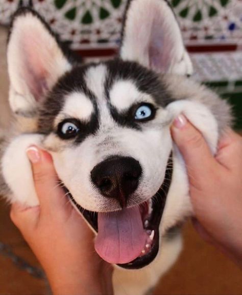 Siberian Husky Funny, Puppy Husky, Funny Husky, Cute Husky Puppies, Husky Photos, Husky Funny, Cute Husky, Siberian Husky Dog, A Husky