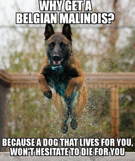 Dog Ear Infections, Malinois Shepherd, Malinois Funny, Dog Shaming Funny, Belgium Malinois, German Sheperd Dogs, Cat Shaming, Belgian Malinois Dog, Dog Quotes Love