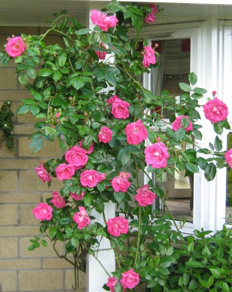 "Morning Jewel" climbing rose up a north-facing pillar. This and "Bonica" are the only roses that have done well on our soil. 14th July 2016 Claire Austin Rose, Yellow Climbing Rose, Red Climbing Roses, Clay Garden, Rose Plant Care, Rose Rise, Climbing Rose, Rose Wall, Plant Aesthetic