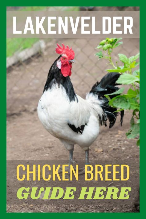 Lakenvelder chicken is a large fowl and Bantam type of a continental domestic chicken breed, here is the guide #chicken #lakenvelder #lakenvelderchicken Lakenvelder Chicken, Joseph Craft, Continental Chicken, Chicken Breeds With Pictures, Chicken Math, Chicken Facts, Brahma Chicken, Backyard Flocks, Perfect Backyard