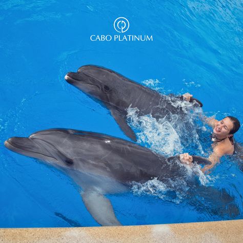 Transform your dreams into reality with the incredible opportunity to swim alongside dolphins! Cabo San Lucas and San Jose del Cabo boast two exceptional world-class dolphin centers, offering the ultimate setting for an exhilarating dolphin encounter and the most enriching educational programs. Simply reach out to your concierge, and they will be delighted to arrange this unforgettable experience for you. #caboplatinum #cabosanlucas #concierge #dolphinswimming #dolphin #adventure Dolphin Encounter, San Jose Del Cabo, Dreams Into Reality, San Lucas, Cabo San Lucas, Dolphins, San Jose, Your Dream, Dreaming Of You