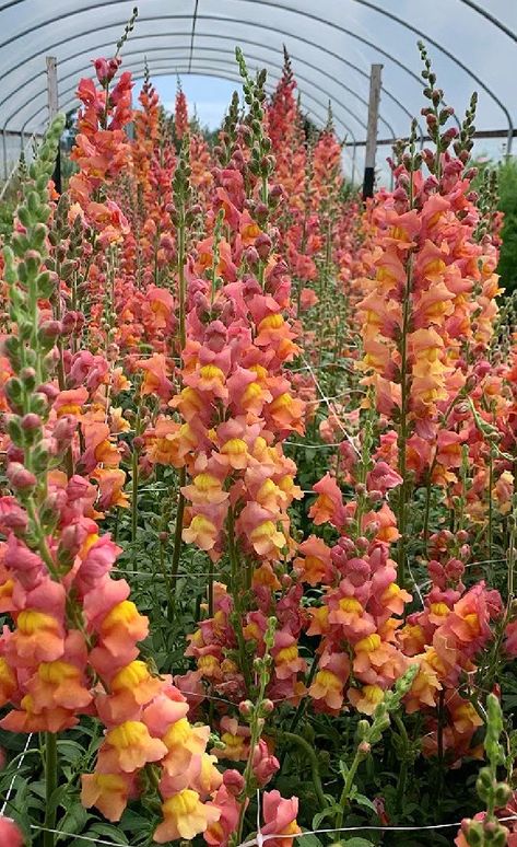 Orange Snapdragons, Yellow Snapdragons, Ocean Sunsets, Snapdragon Flowers, Orange Salmon, Edible Flowers, Flower Seeds, Sweet Pea, Cut Flowers