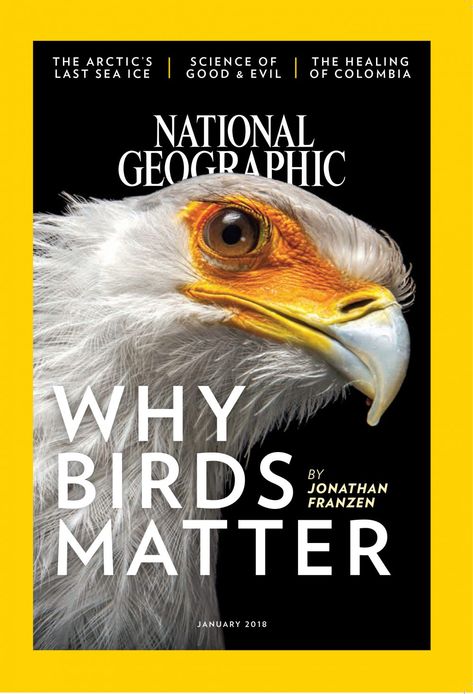 National Geographic Magazine Layout, Animal Magazine Cover, National Geographic Design, National Geographic Poster, Bird Typography, National Geographic Cover, Typography Magazine, Animal Magazines, Jonathan Franzen